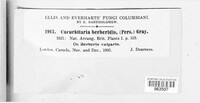 Cucurbitaria berberidis image